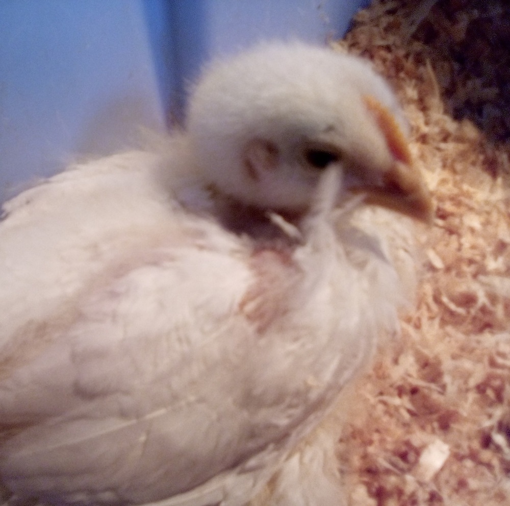 Meet your Posher, Brandon